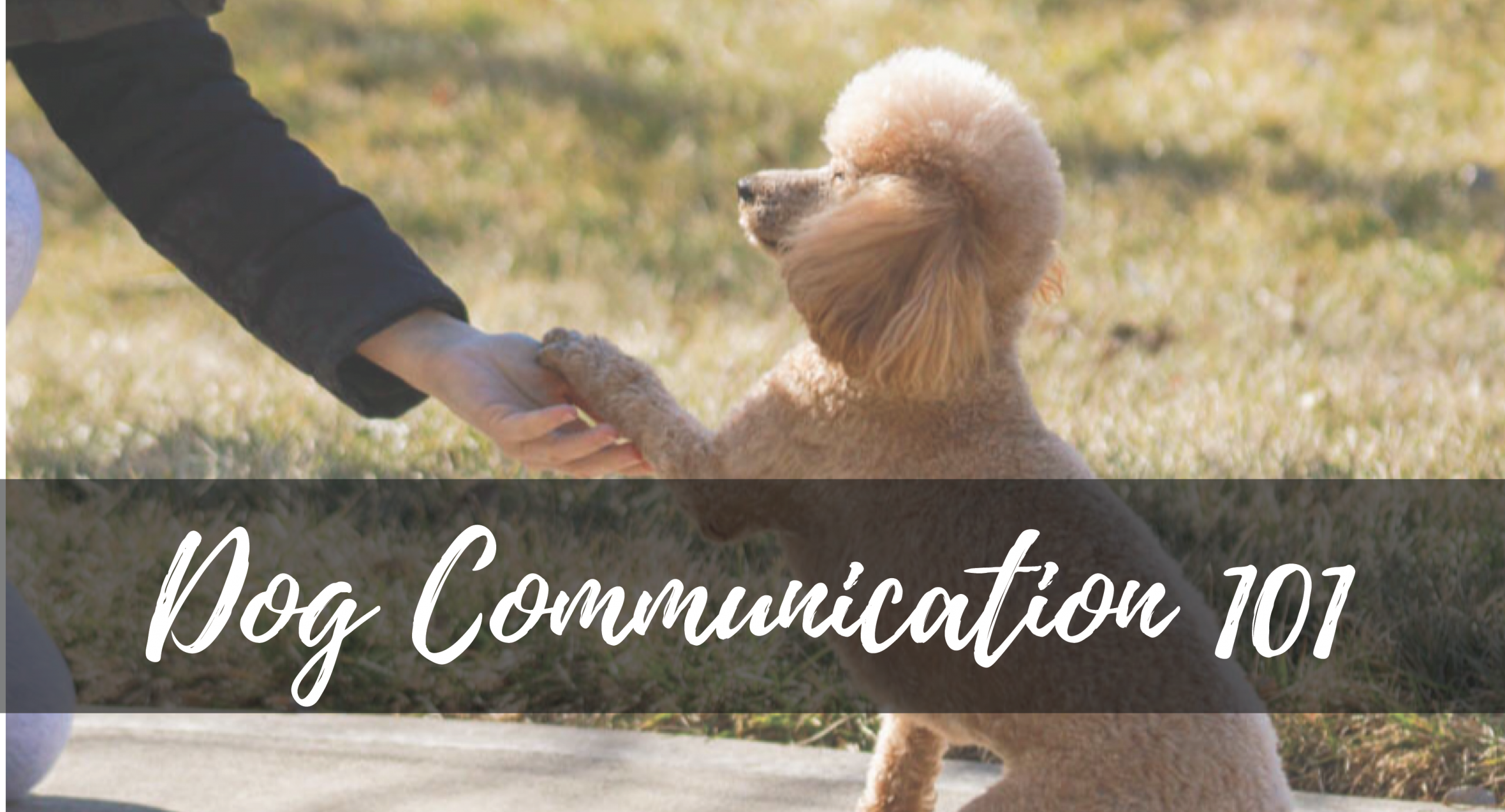 dog-communication-101-what-does-it-mean-when