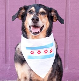 Custom Made Pet Dog Bandana Bibs Scarf Dog Kerchief Accessories for Medium Large Dog Puppy-Doodle Dog Pattern Printing Colorful