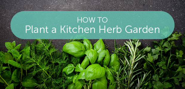 00-herb-feature