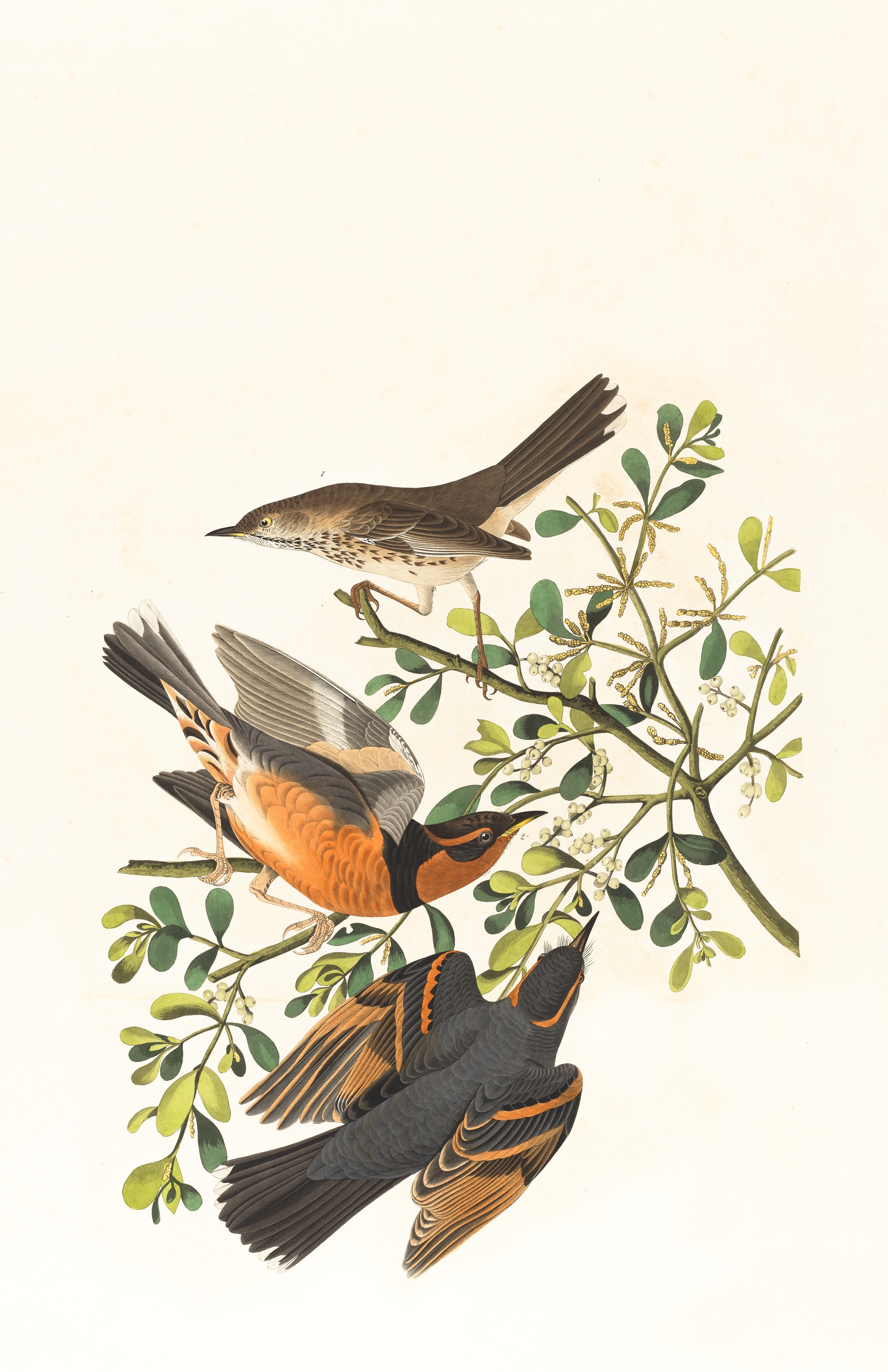 Bird artwork