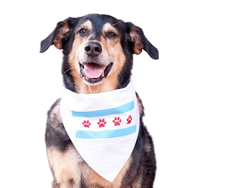DOG-BANDANA-removebg-preview